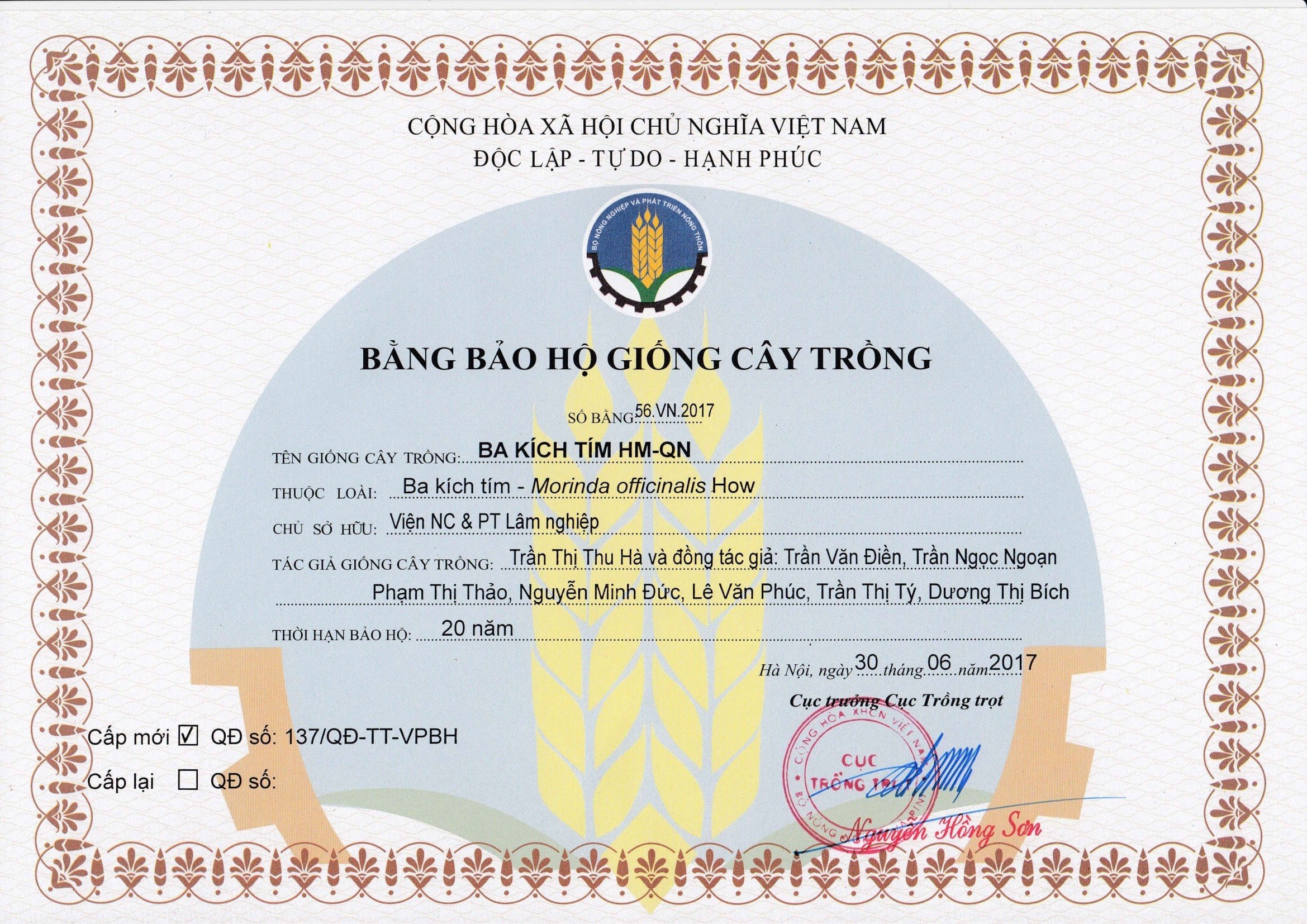 Bảo hộ giống cây trồng Ba kích tím