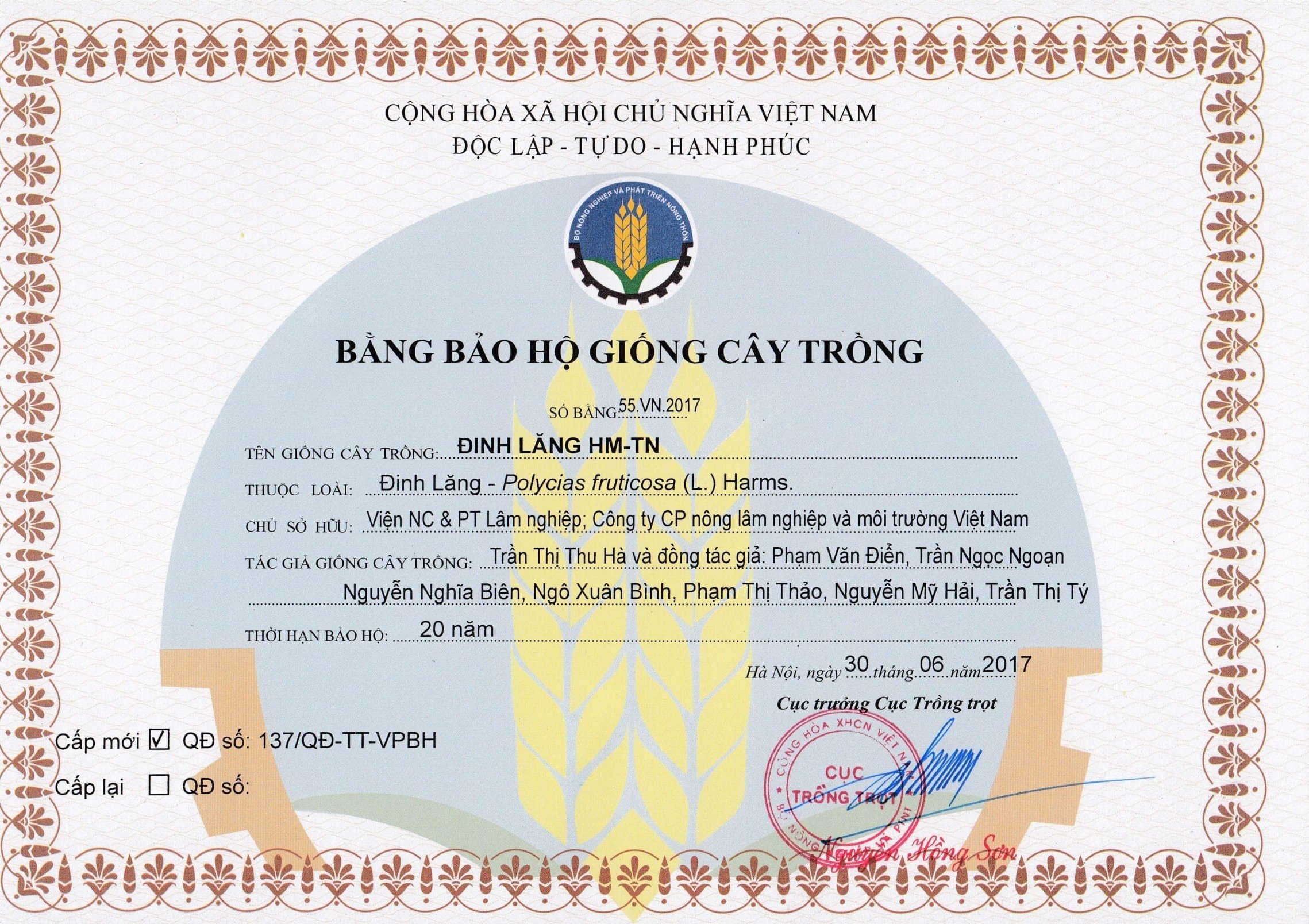 Bảo hộ giống cây trồng Đinh Lăng