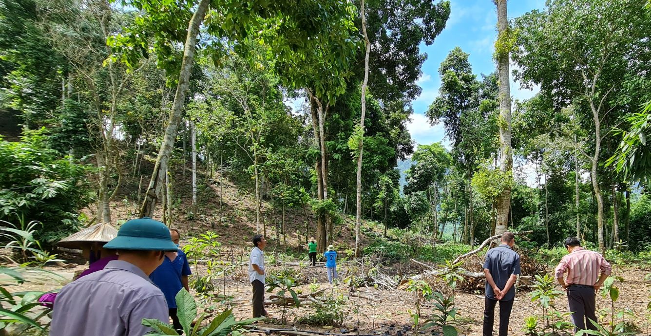 Tập huấn trồng cây dược liệu dưới tán rừng cho một số hộ gia đình tại Thái Nguyên