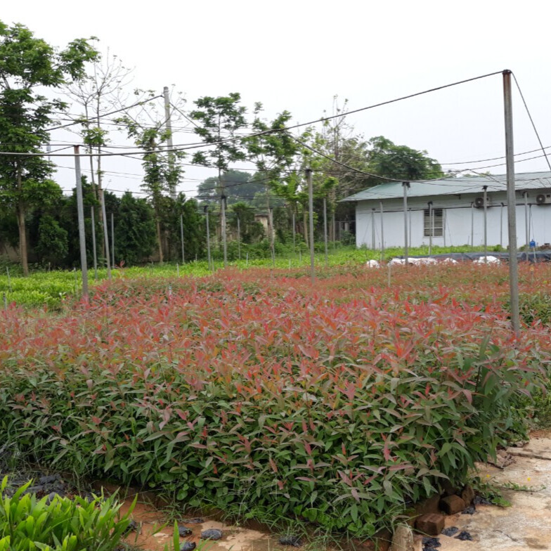 Cây bạch đàn ( nuôi cấy mô)