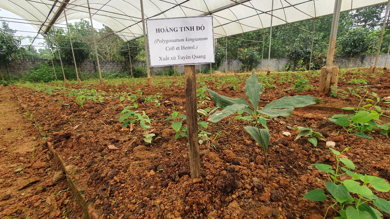 Nghiên cứu nhân giống Hà thủ ô đỏ (Fallopia multiflora (Thunb) bằng phương pháp in vitro