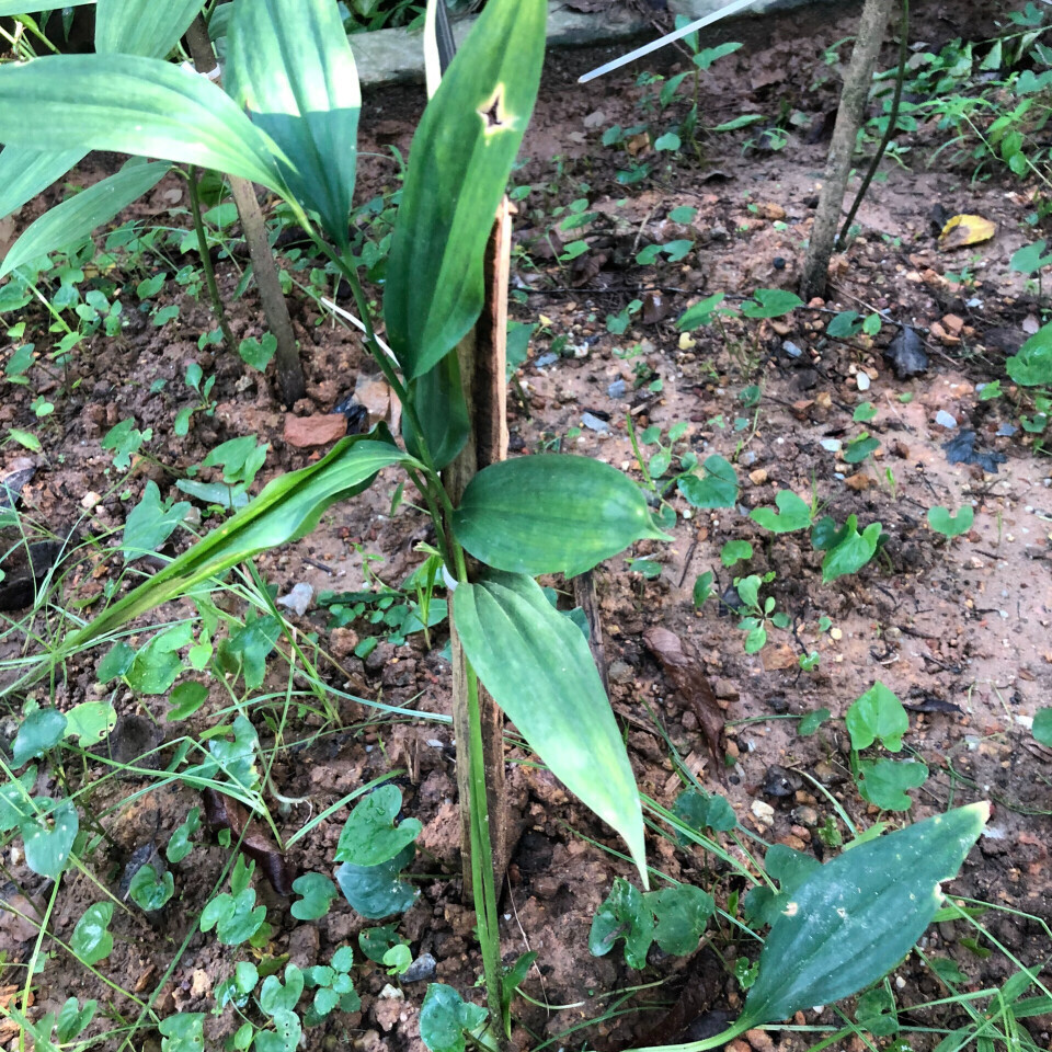 Cây Hoàng tinh trắng